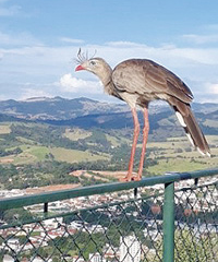 Fotos: Divulgação/socorro.tur.br
