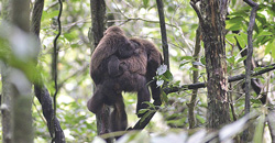 Foto: Divulga&ccedil;&atilde;o